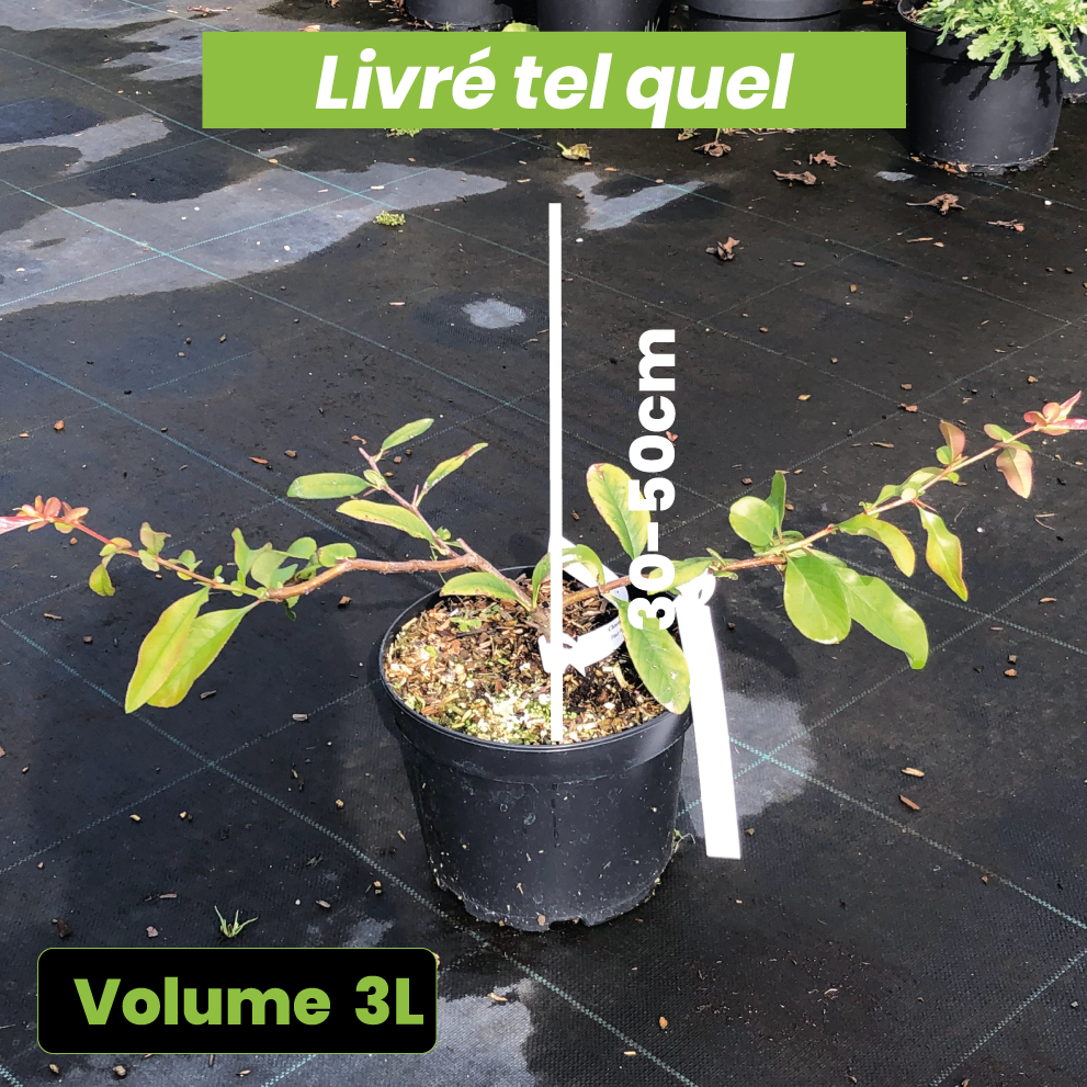 Chaenomeles Speciosa Toyo-Nishiki - Cognassier du Japon - Volume 3L / 30-50cm