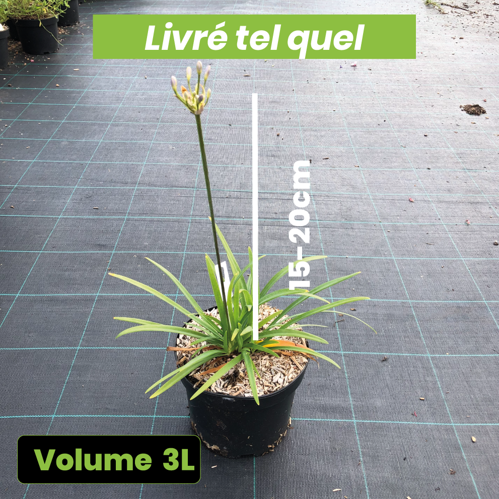 Agapanthus x Africanus Peter Pan - Volume 3L / 15-20cm