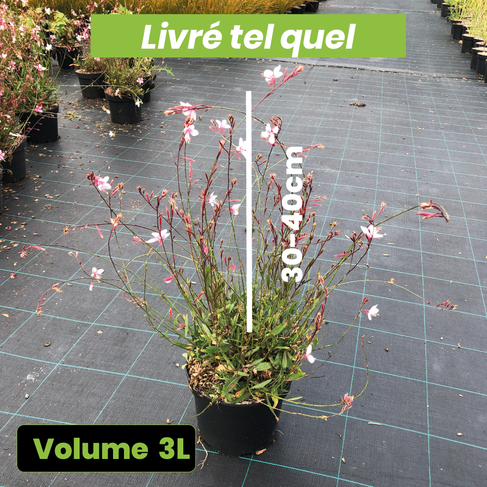 Gaura Lindheimeri Cherry Brandy - Volume 3L / 30-40cm