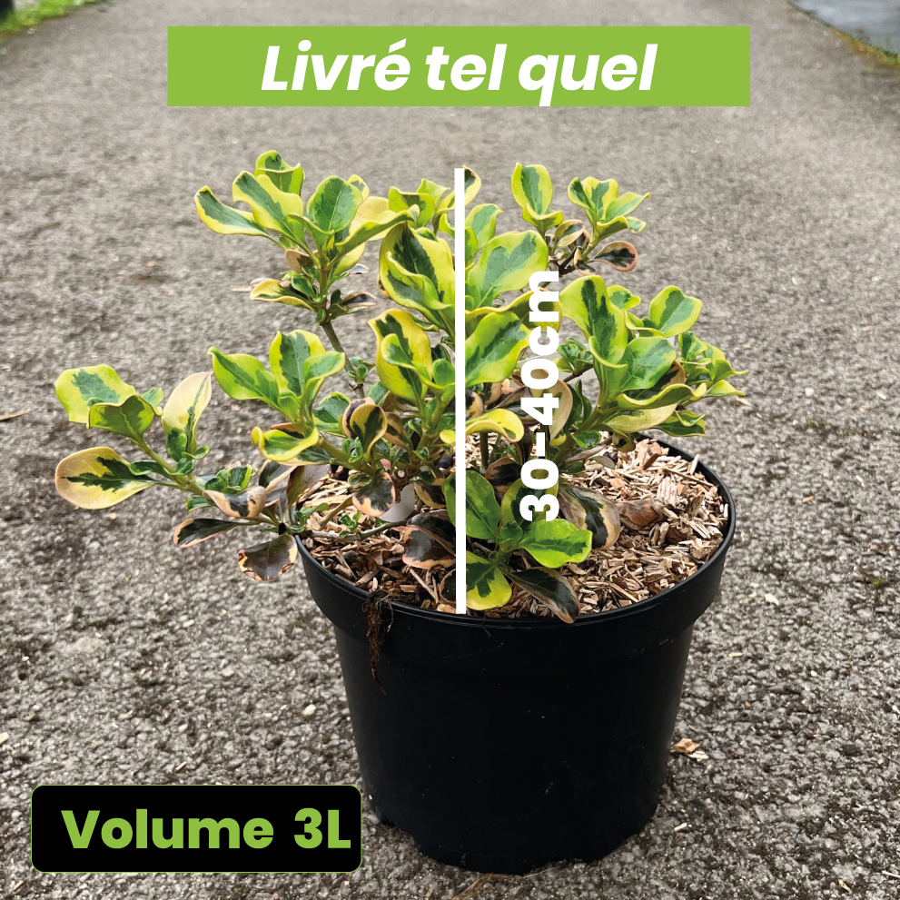 Coprosma Pink Splendor - Volume 3L / 30-40cm