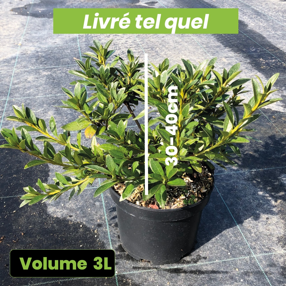 Azalea Japonica 'Blue Danube' - Azalée japonaise 'Blue Danube' - Volume 3L / 30-40cm