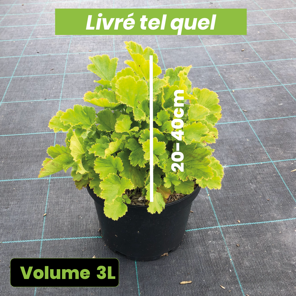 Geum Flames of Passion - Benoîte rose teintée de rouge - Volume 3L / 20-40cm