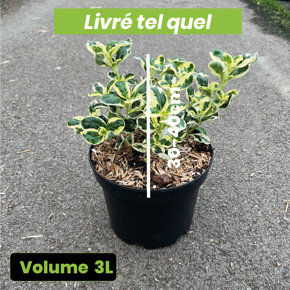Coprosma Repens Marble Queen - Volume 3L / 30-40cm