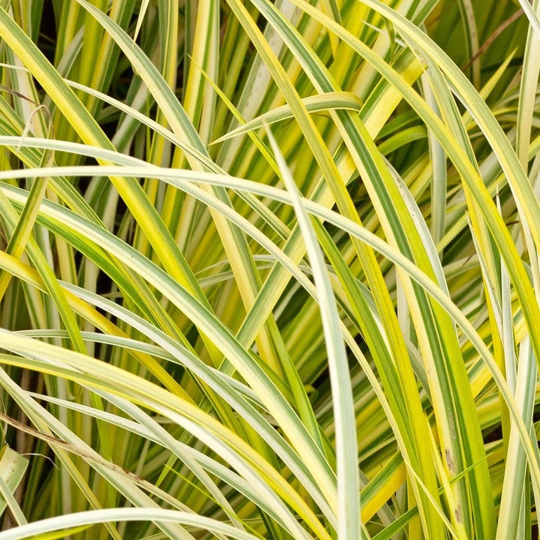 Acorus Gramineus Oborozuki - Volume 2L / 15-20cm