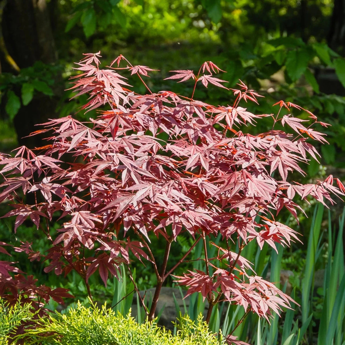 Érable Du Japon 'Atropurpureum' - Arbuste Rustique Aux Feuilles Pourpres, Pot ⌀10,5 Cm