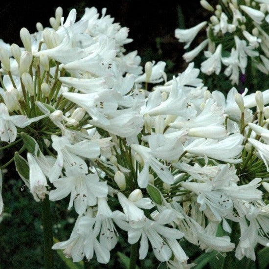 Agapanthus Africanus Alba - Volume 3L / 15-20cm
