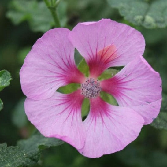 Anisodontea Malvastroides Cristal Rose - Volume 4L / 30-50cm