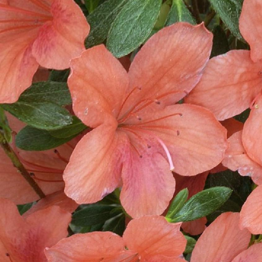 Azalea Japonica 'Macrosthemon' - Volume 3L / 30-40cm