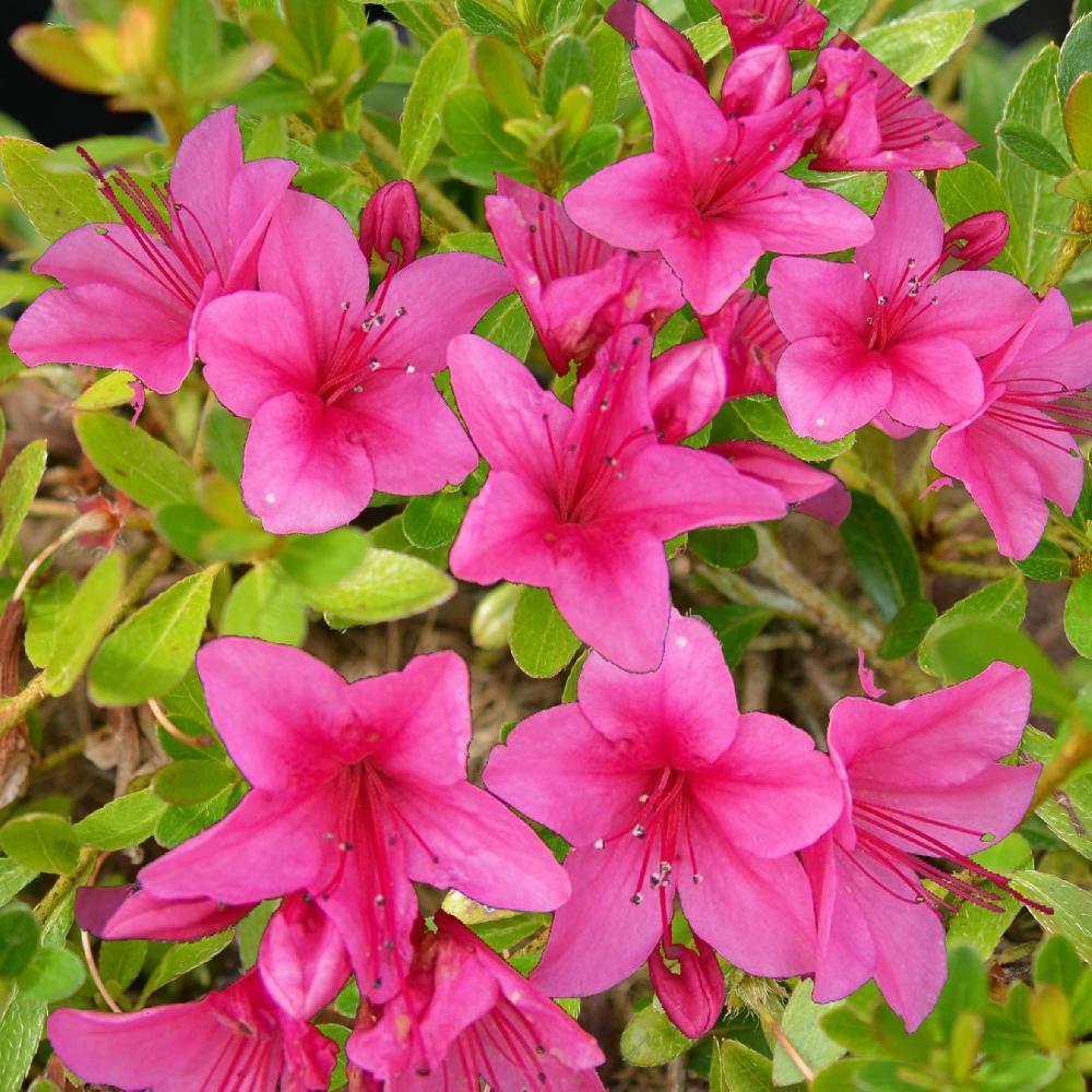 Azalea Nakaharae 'Pink Cascade' - Azalée couvre-sol - Volume 3L / 30-40cm