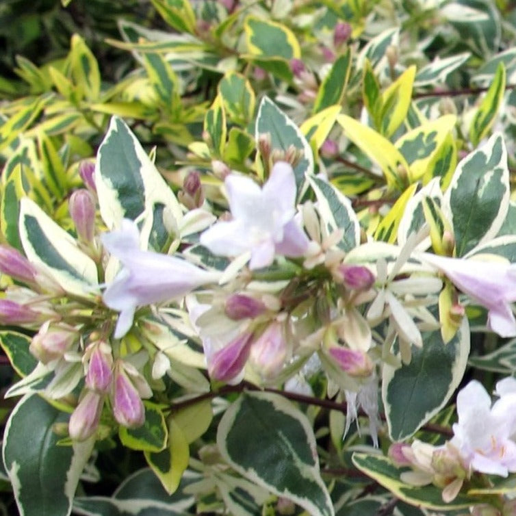 Abelia Grandiflora Hopleys - Volume 3L / 30-40cm