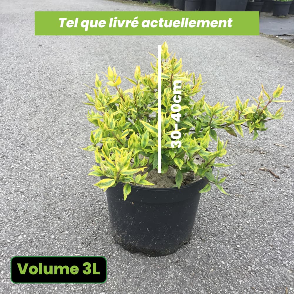 Abelia Grandiflora 'Kaleidoscope' - Volume 3L / 30-40cm