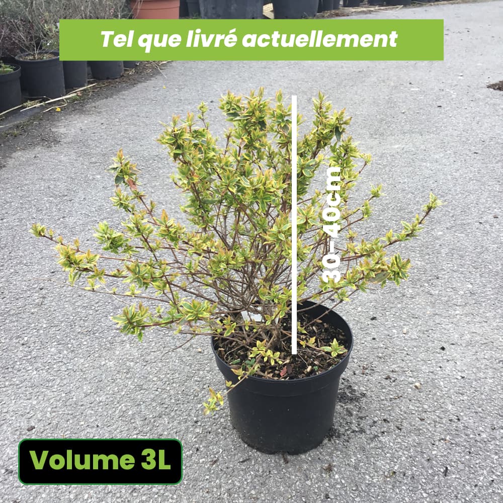 Abelia Grandiflora 'Sunshine Daydream' - Volume 3L / 30-40cm