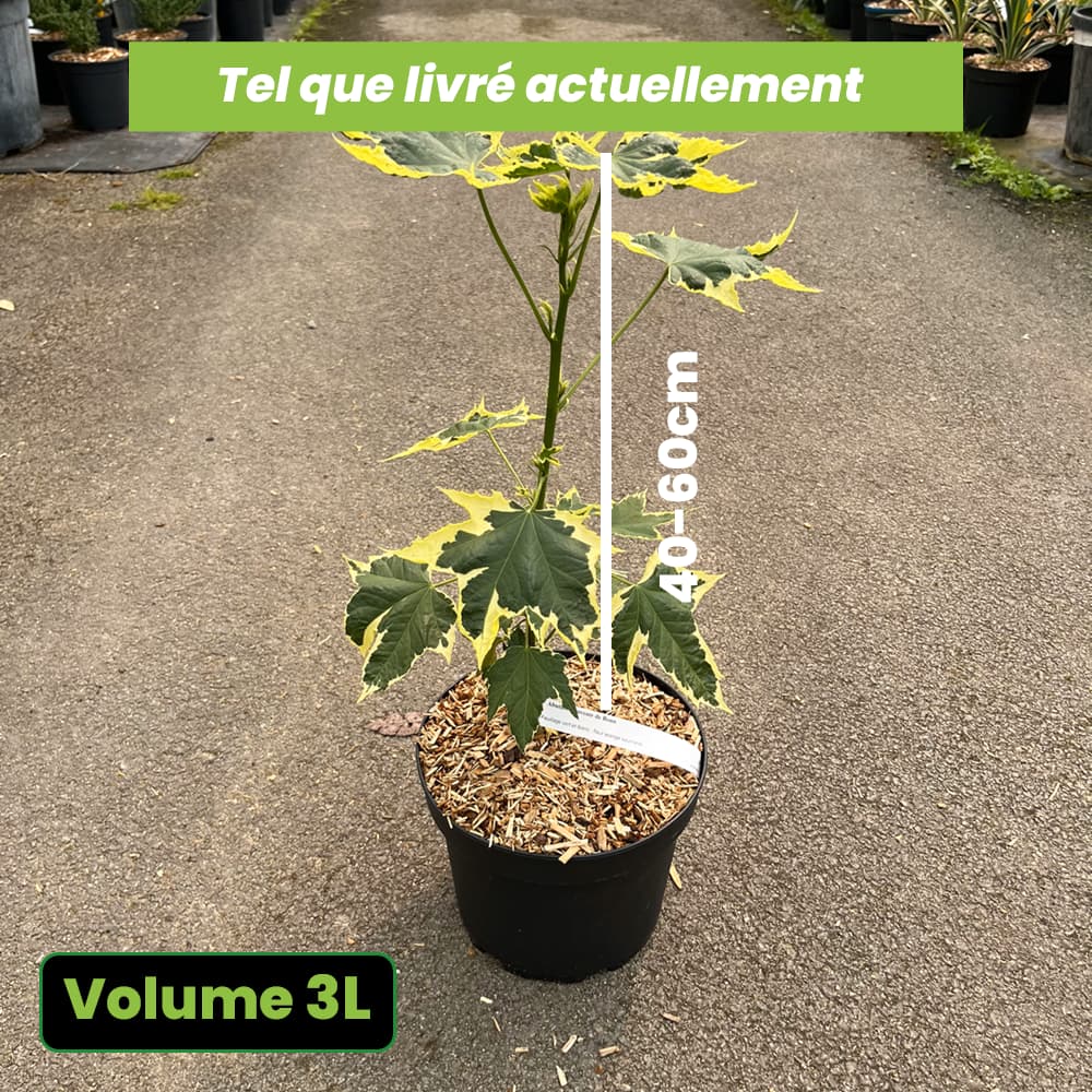 Abutilon Souvenir de Bonn - Volume 3L / 40-60cm