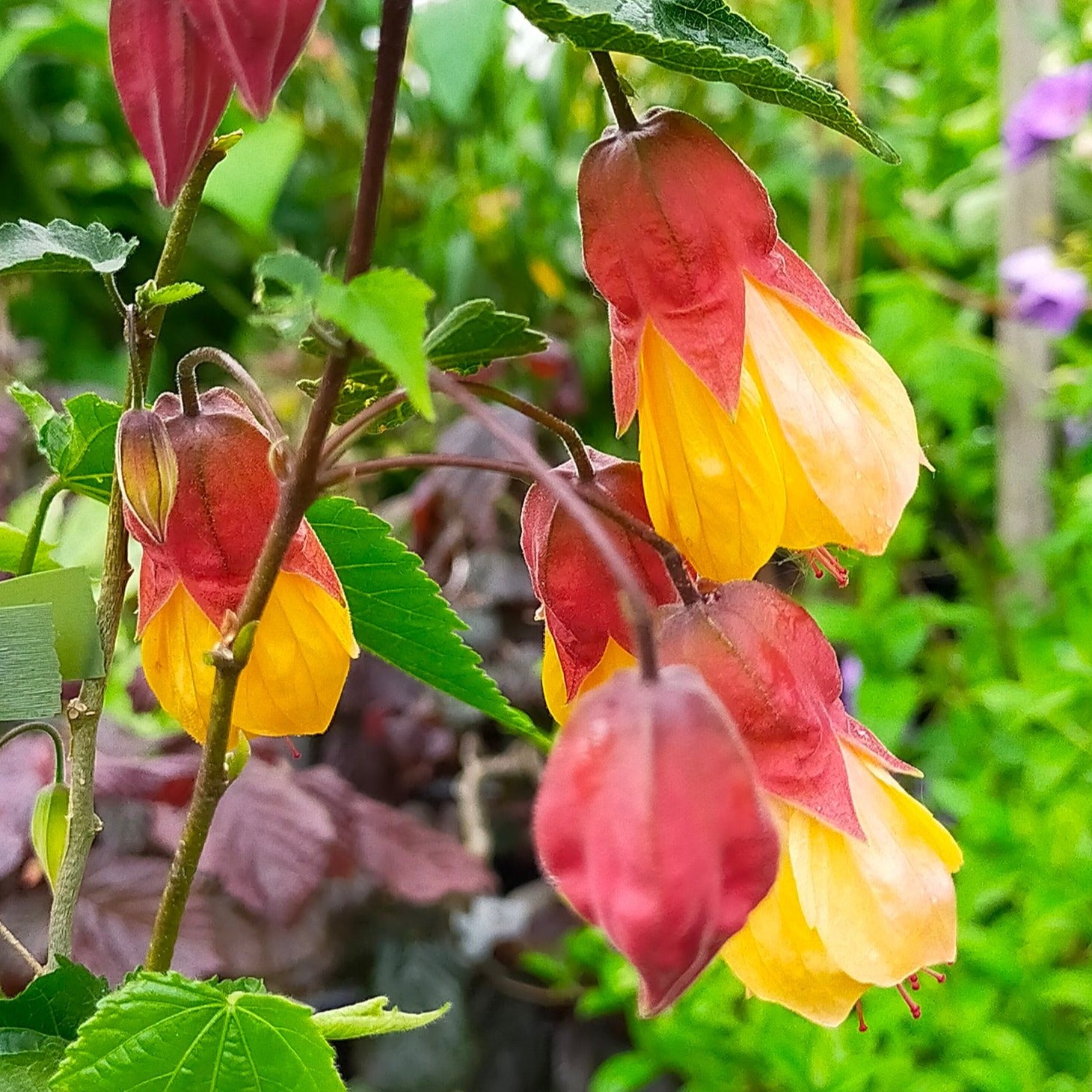 Abutilon Kentish Belle - Volume 3L / 30-50cm