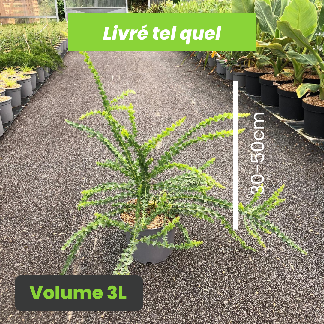 Acacia pravissima - Mimosa à feuilles en triangle - Volume 3L / 30-50cm