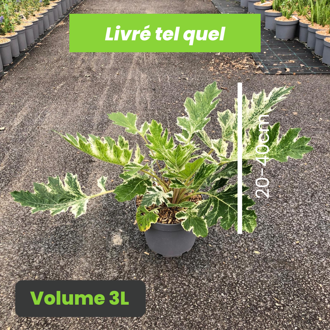 Acanthus Whitewater - Acanthe panachée Whitewater - Volume 3L / 20-40cm