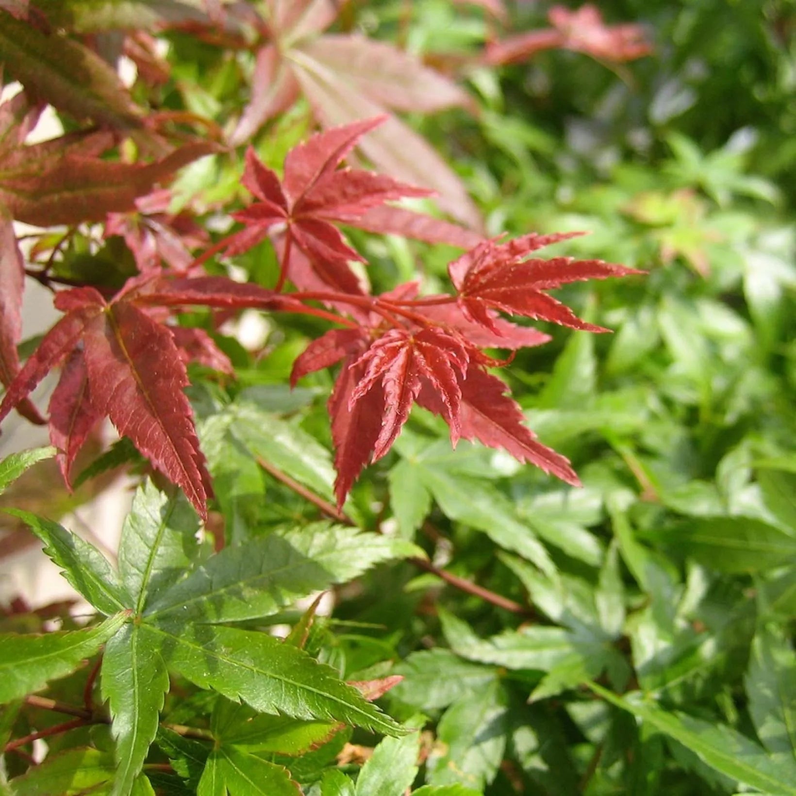 Acer Palmatum Beni Maiko - Érable du Japon - Volume 3L / 30-40cm