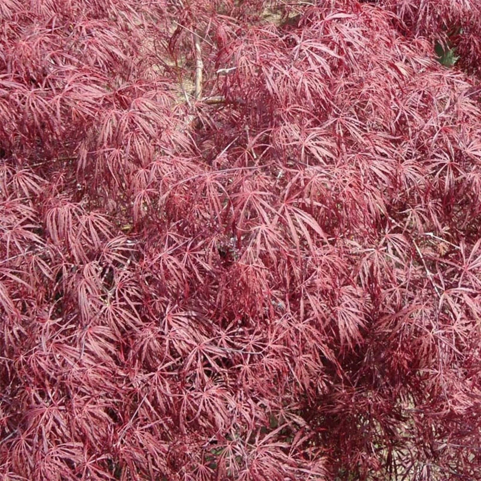 Acer Palmatum Dissectum Crimson Queen - Volume 3L / 30-40cm