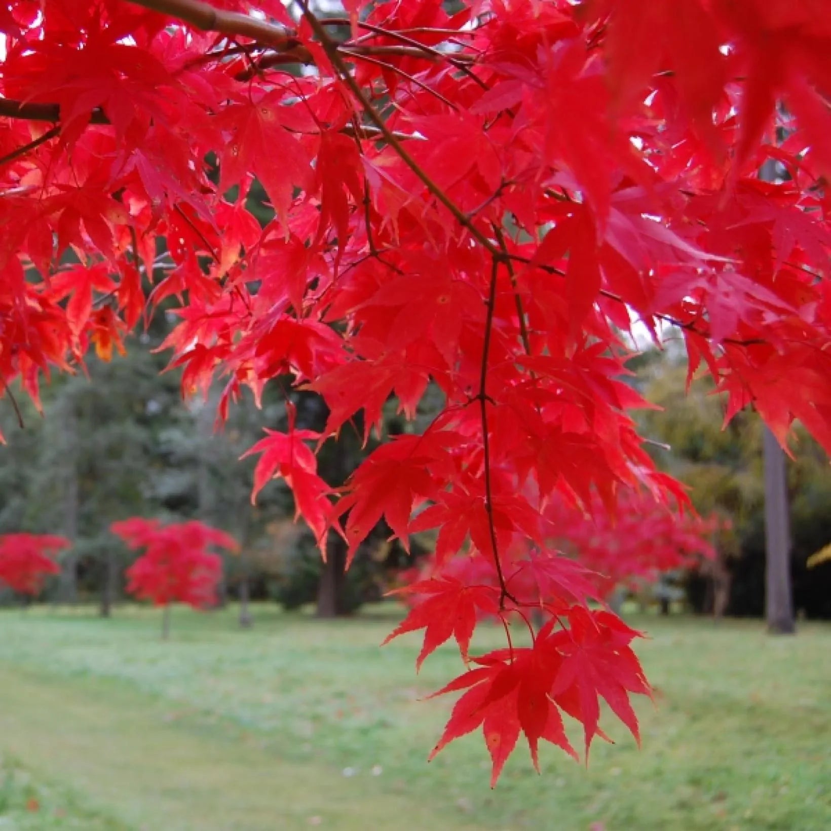 Acer Palmatum Osakazuki - Érable du Japon - Volume 3L / 30-40cm