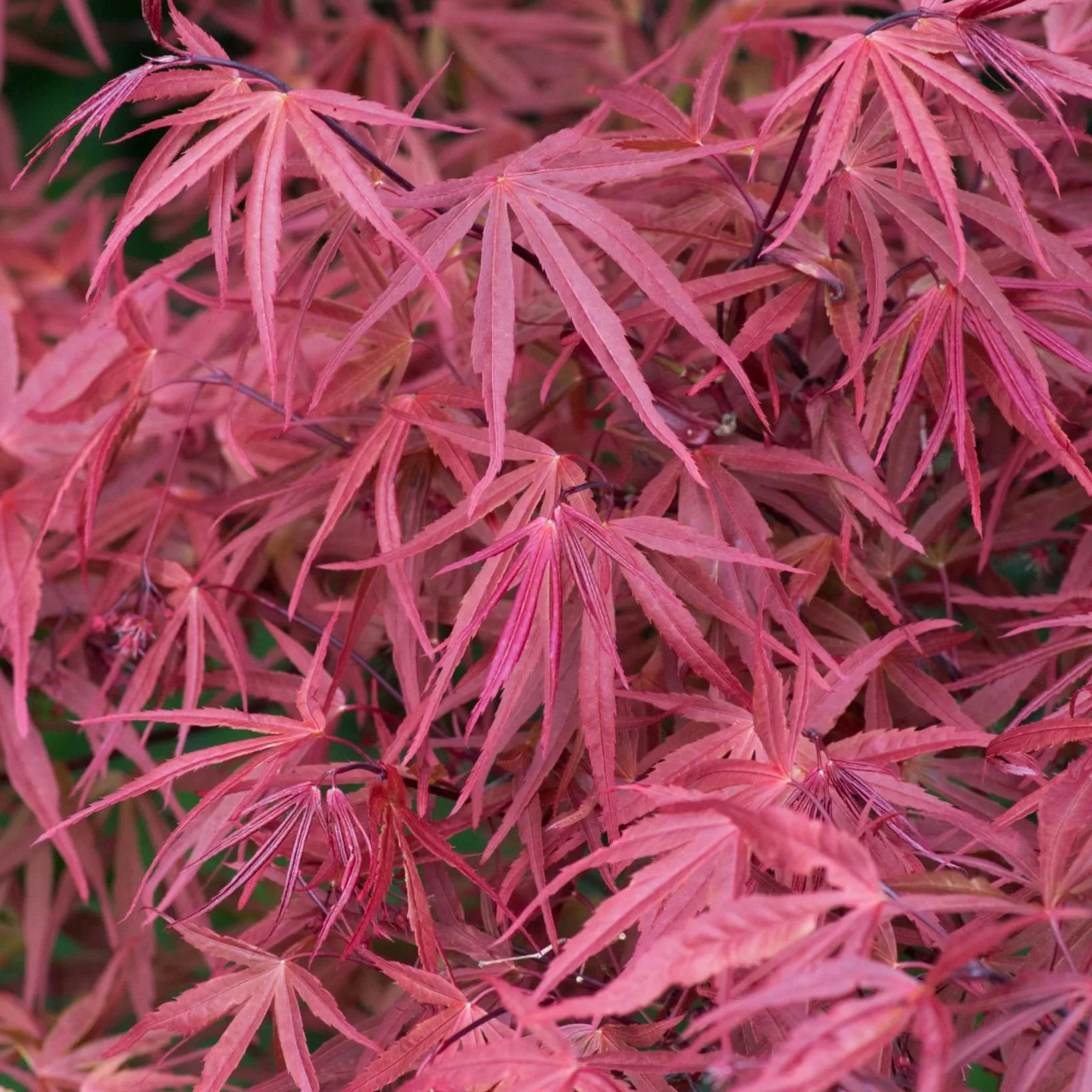 Acer Palmatum Red Pygmy - Volume 3L / 30-40cm