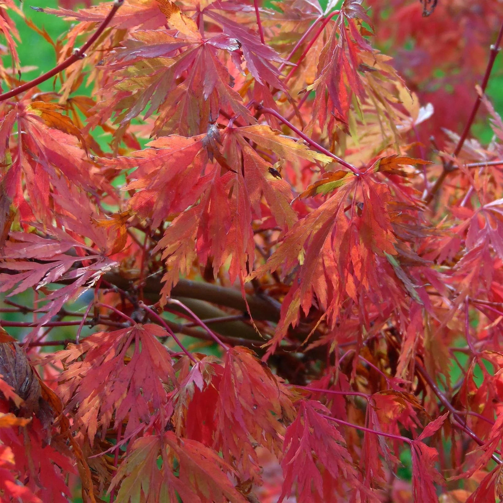 Acer Palmatum Dissectum 'Seiryu' - Volume 3L / 30-40cm