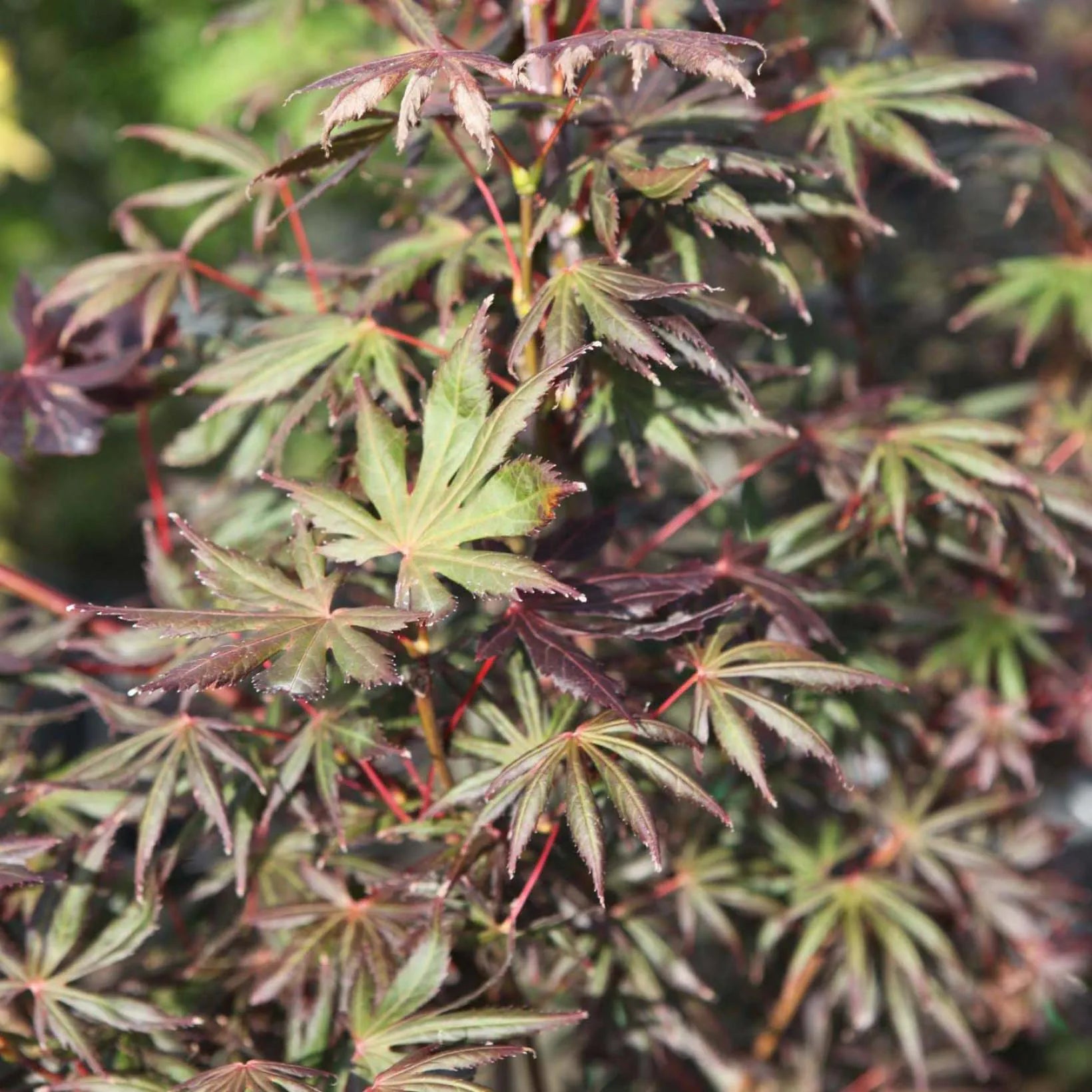 Acer Palmatum Trompenburg - Érable du Japon - Volume 3L / 30-40cm