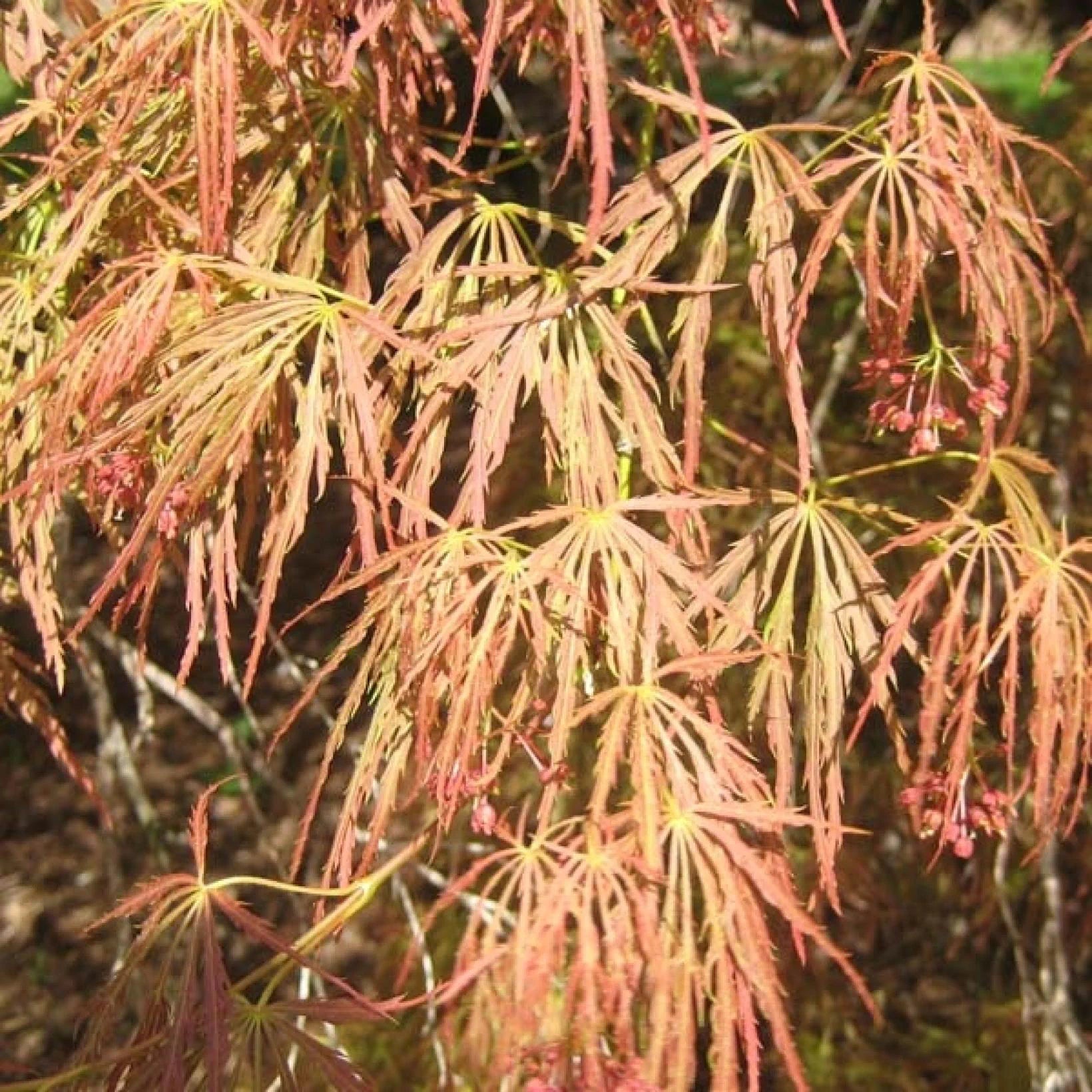 Acer Palmatum Dissectum Garnet - Érable du Japon - Volume 3L / 30-40cm