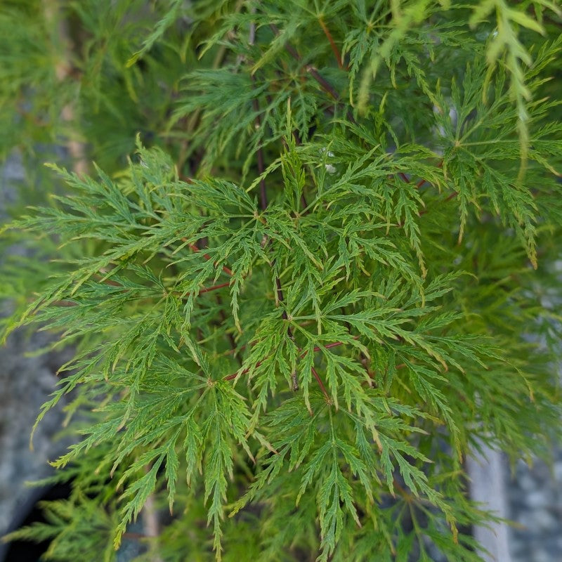 Acer Palmatum Dissectum Emerald Lace - Érable du Japon - Volume 3L / 30-50cm