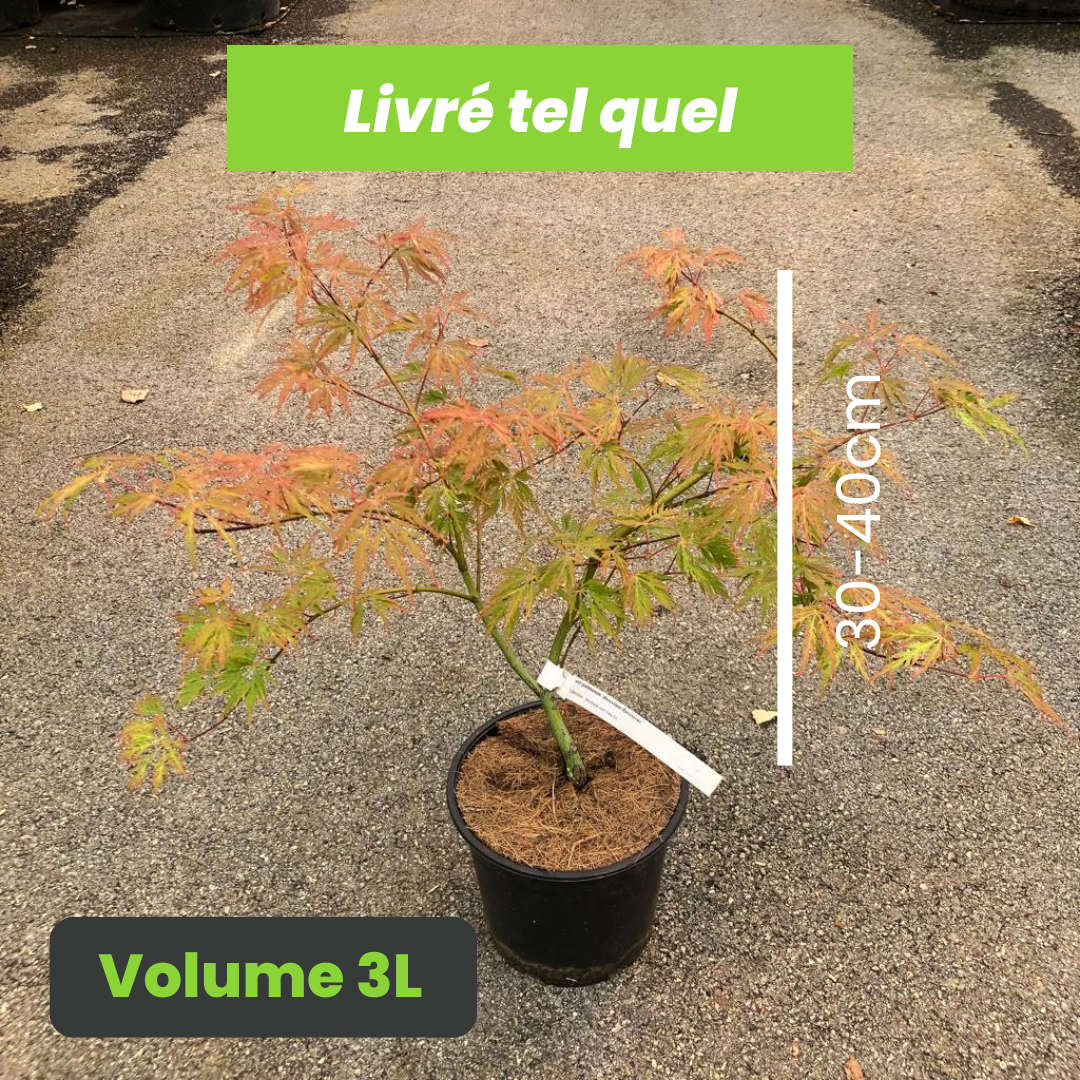 Acer Palmatum Dissectum Flavescens - Érable du Japon - Volume 3L / 30-40cm