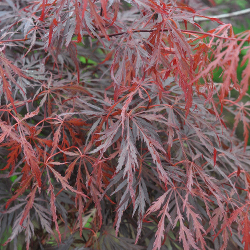Acer Palmatum Dissectum Lionheart - Érable du Japon Lionheart - Volume 3L / 30-50cm
