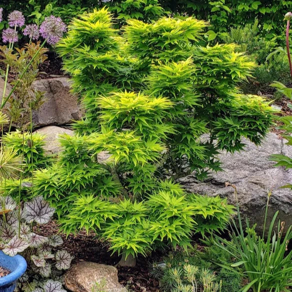 Acer Palmatum 'Mikawa Yatsubusa' - Volume 3L / 20-30cm