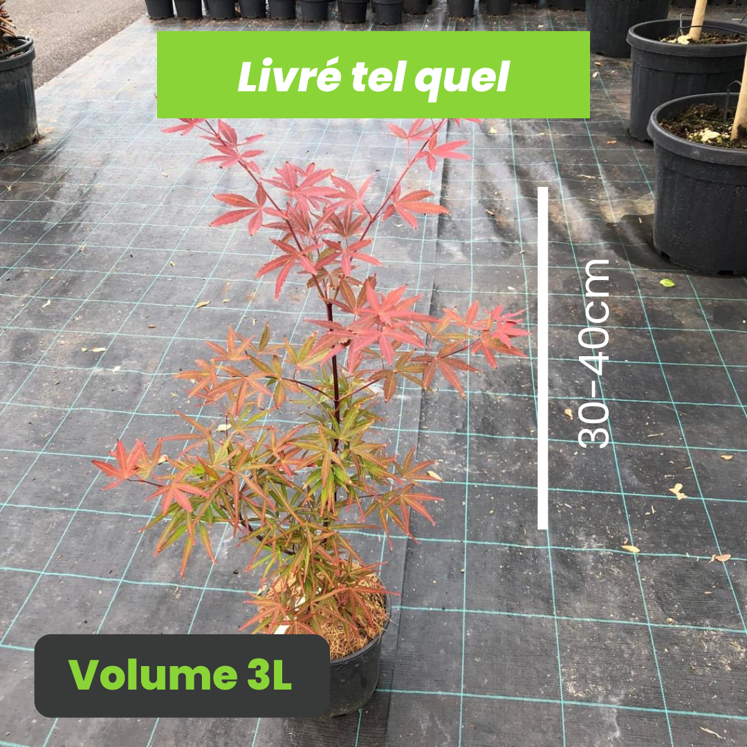 Acer Palmatum Atrolineare - Érable du Japon - Volume 3L / 30-40cm