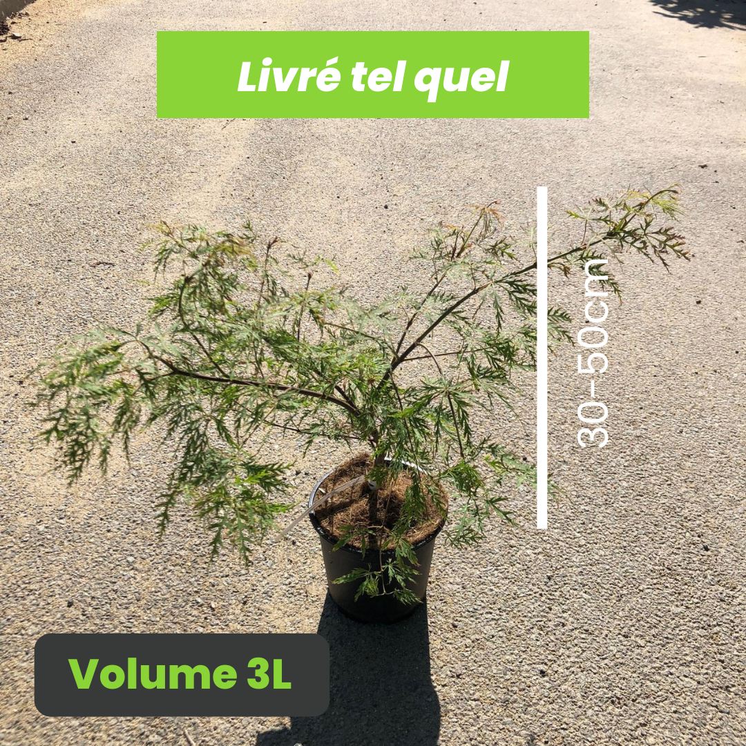 Acer palmatum dissectum Baldsmith - Érable du Japon Baldsmith - Volume 3L / 30-50cm