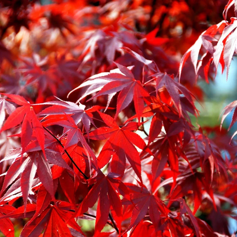 Acer Palmatum Fireglow - Érable du Japon - Volume 3L / 30-40cm