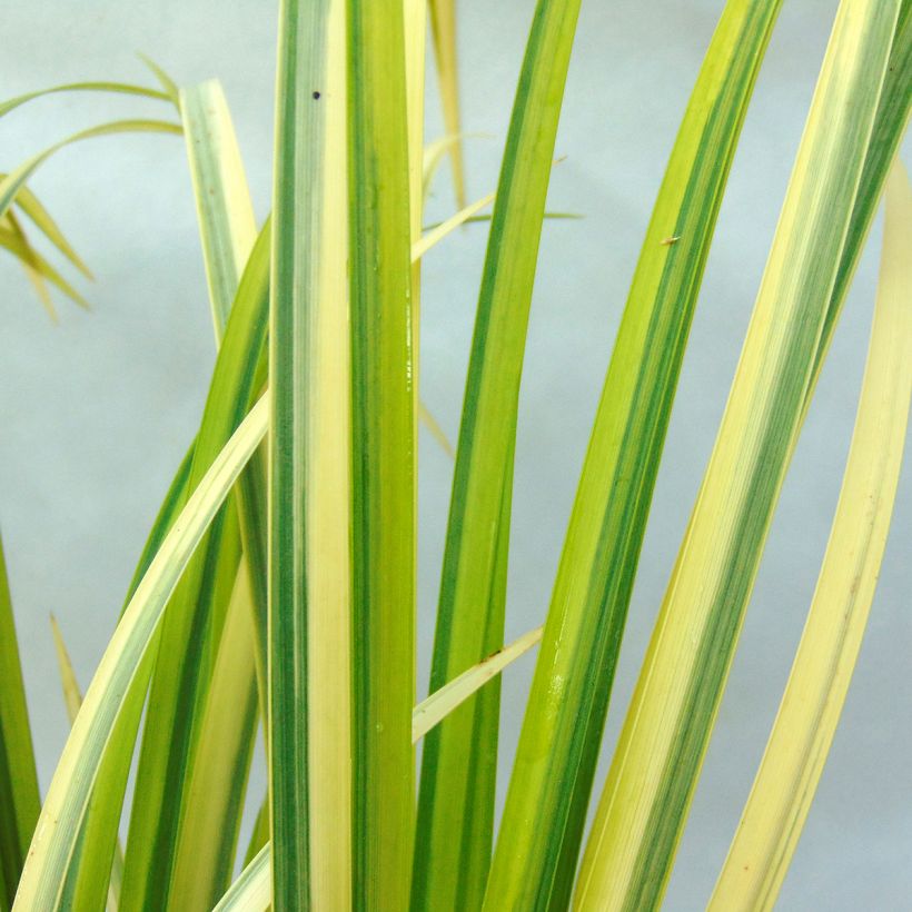 Acorus Gramineus Ogon - Volume 2L / 15-20cm