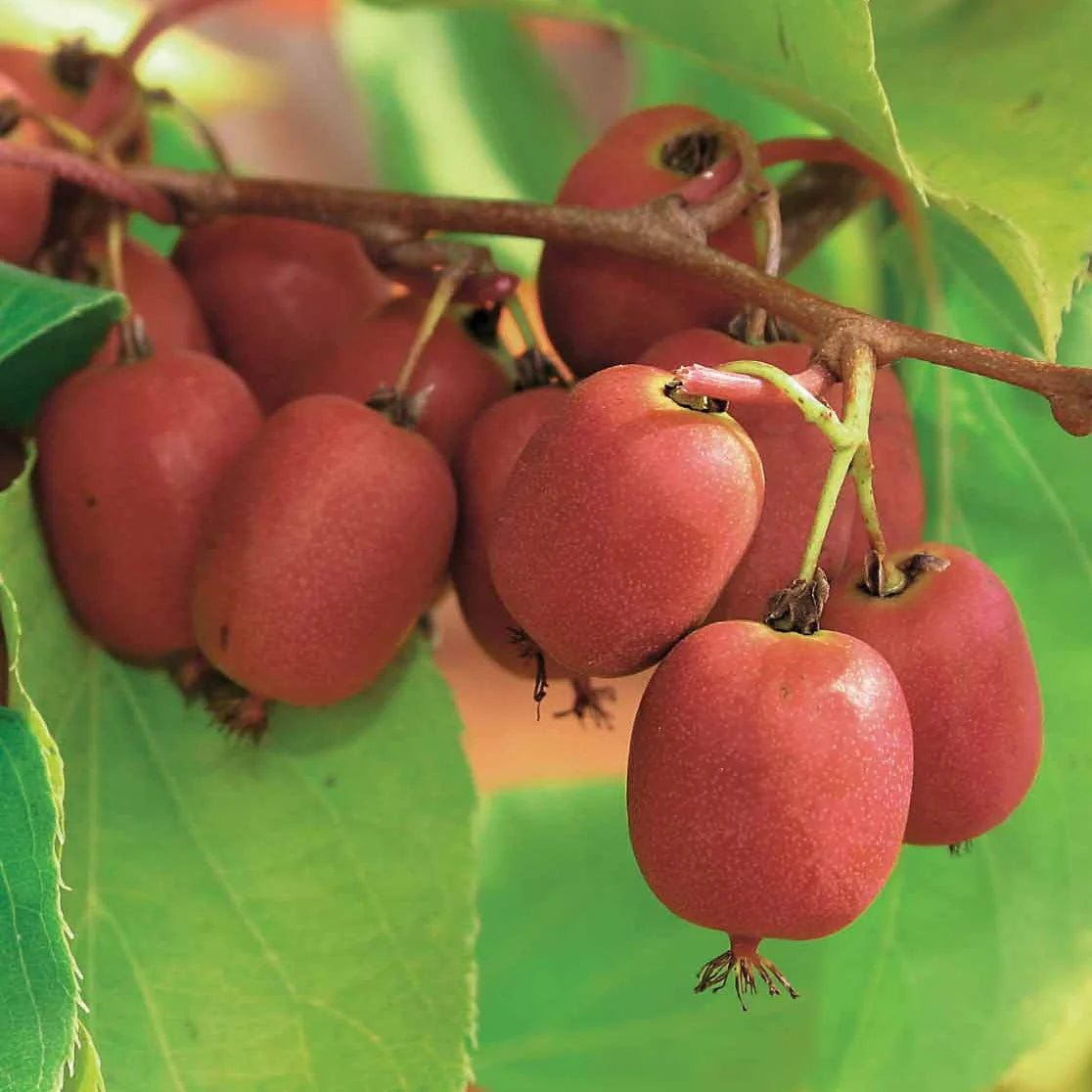 Actinidia Arguta Weiki - Kiwi de Sibérie - Volume 3L / 40-60cm