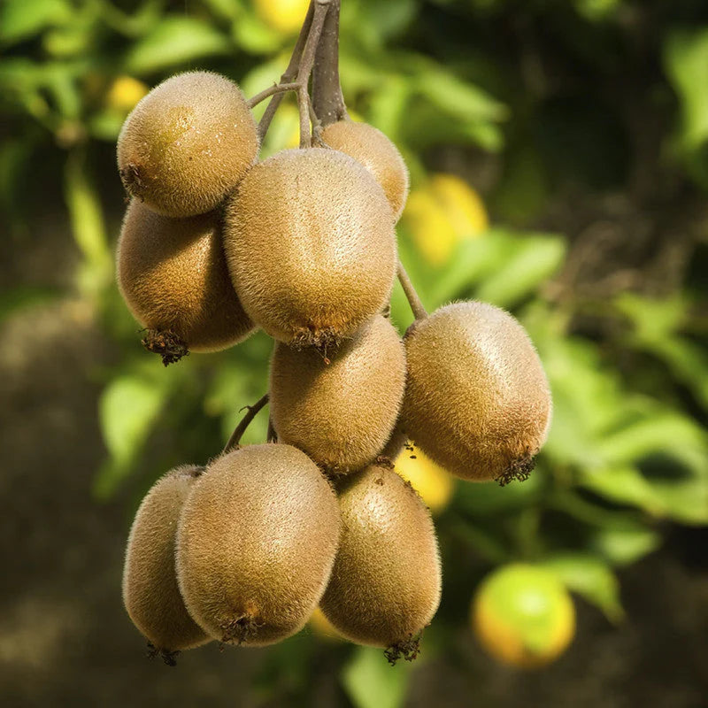 Actinidia Deliciosa Hayward - Kiwi femelle - Volume 4L / 40-60cm