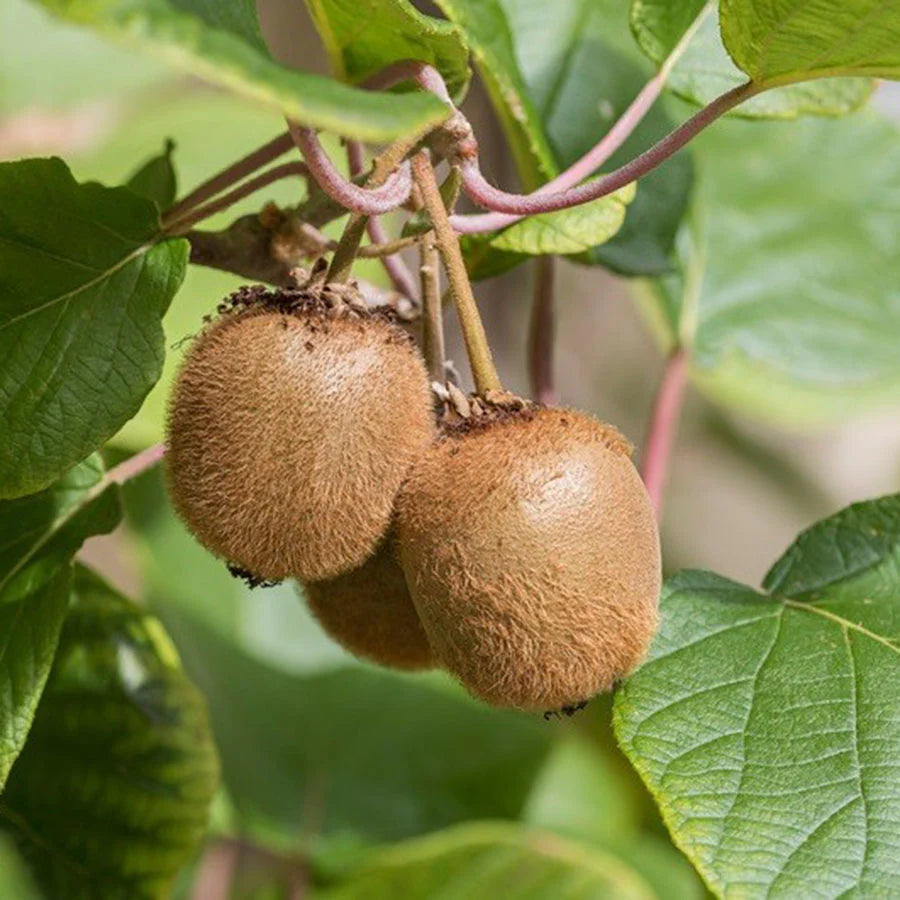 Actinidia Jenny - Kiwi autofertile Jenny