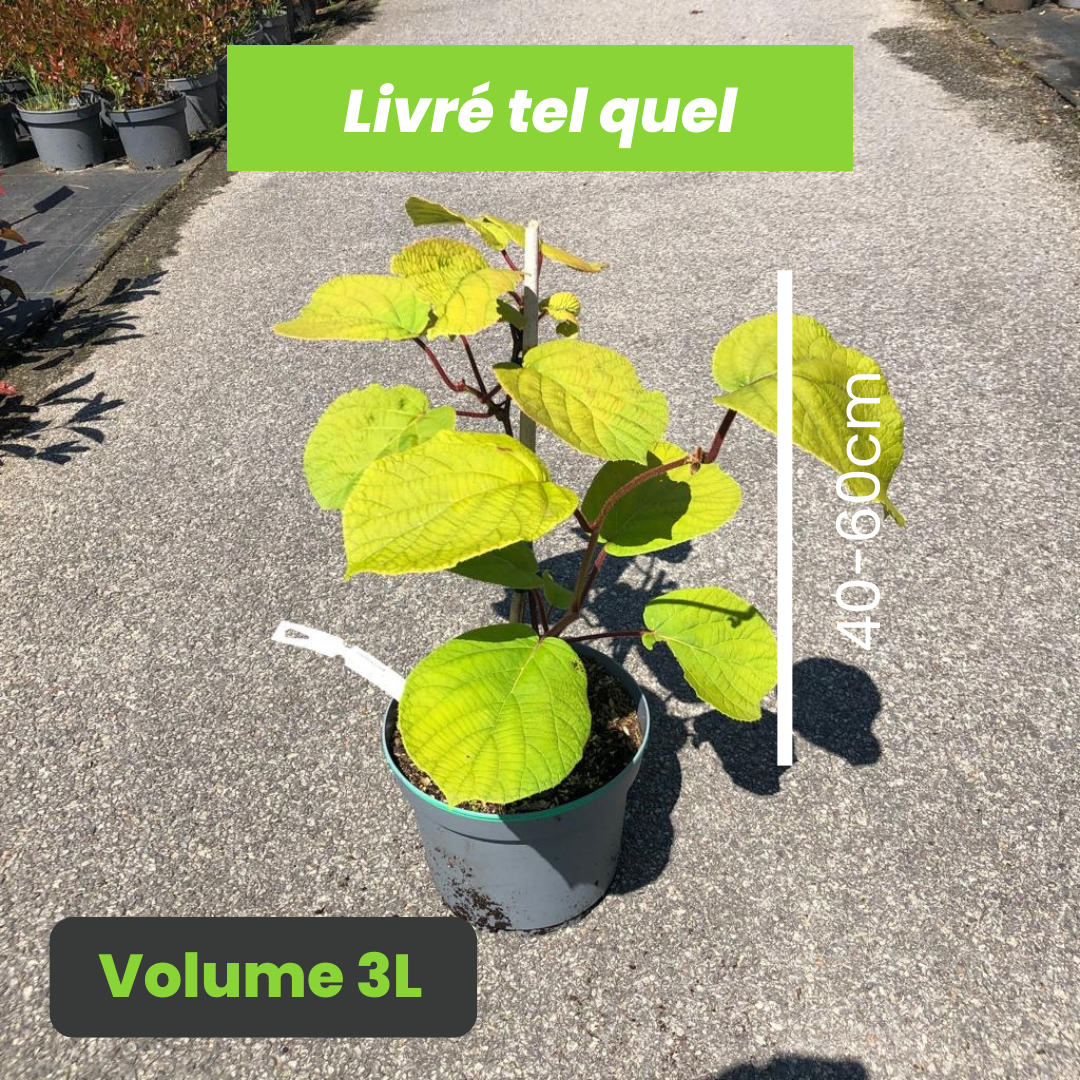 Actinidia Jenny - Kiwi autofertile Jenny
