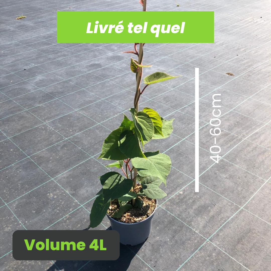 Actinidia Deliciosa Hayward - Kiwi femelle - Volume 4L / 40-60cm
