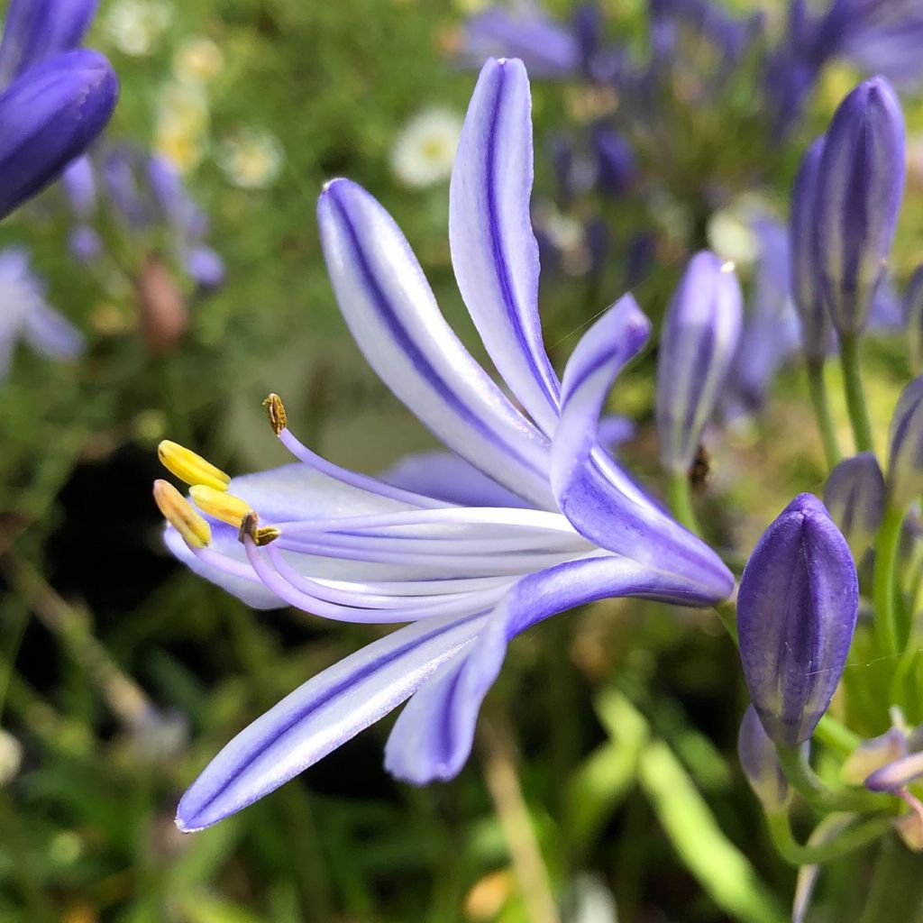 Agapanthus Charlotte - Volume 3L / 15-20cm