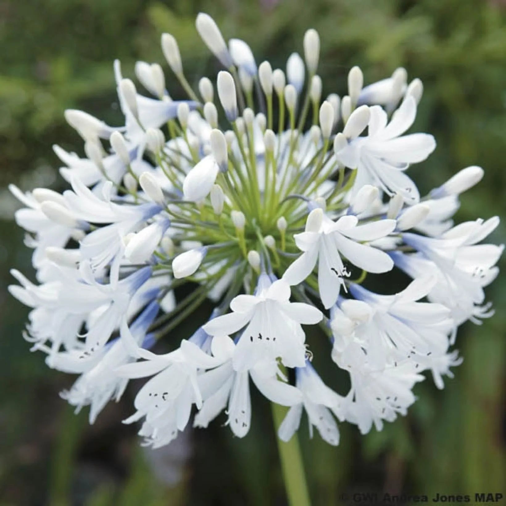 Agapanthus Queen Mum - Volume 3L / 15-20cm