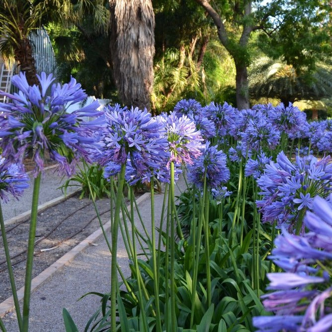 Agapanthus Africanus Blue - Volume 3L / 20-30cm