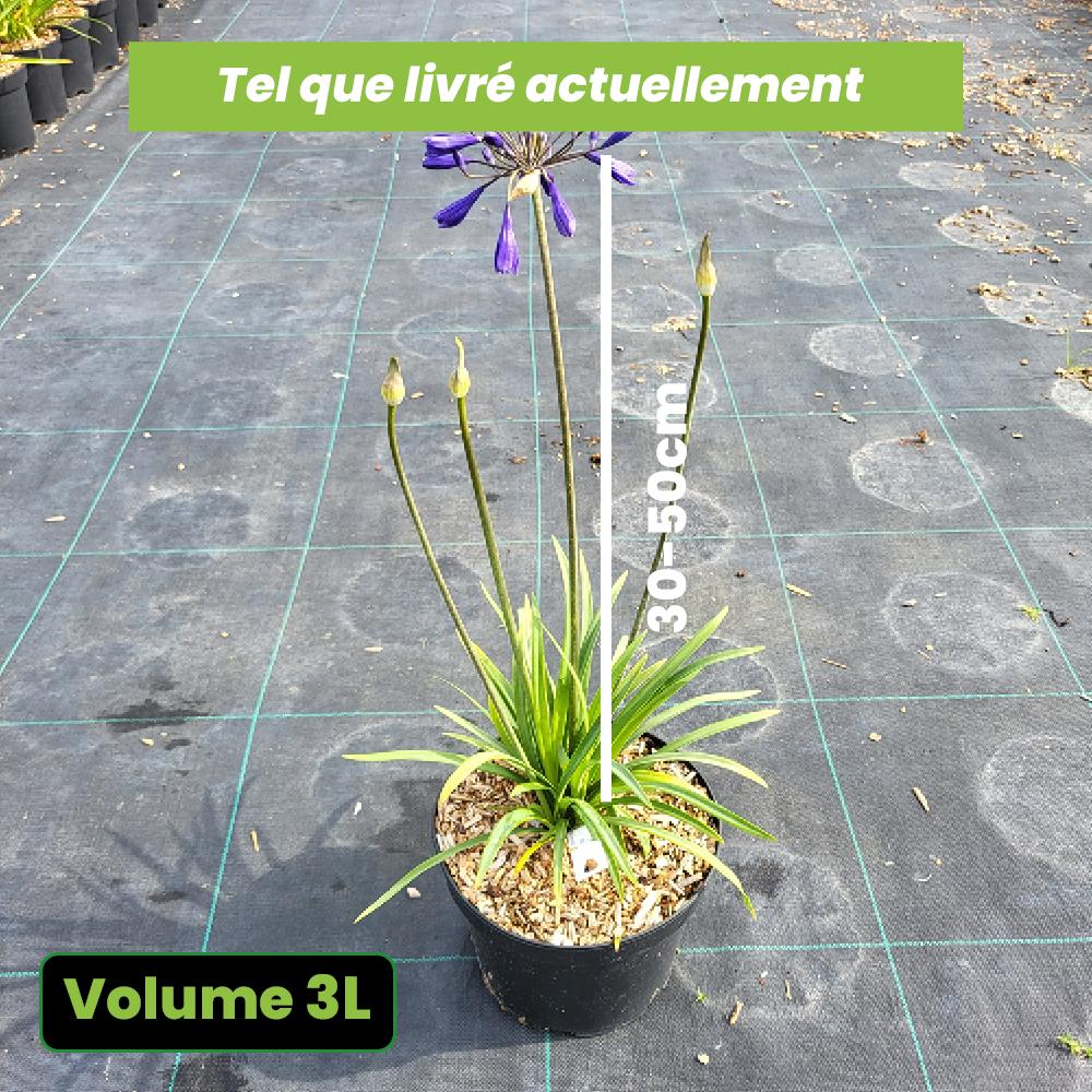 Agapanthus Brilliant Blue
