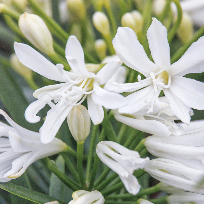 Agapanthus Mina White monsapho - Volume 3L - 30-40cm