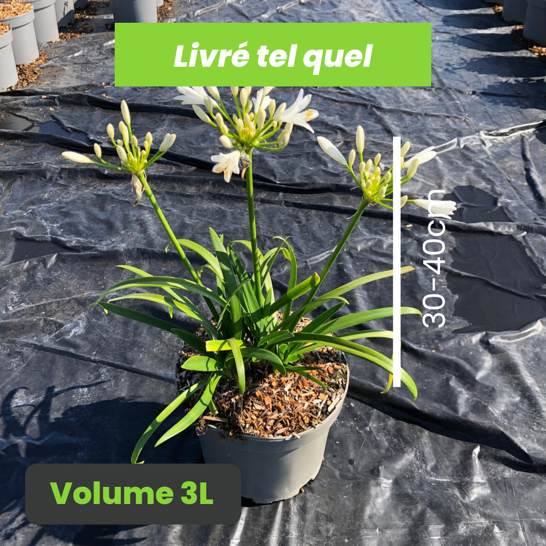 Agapanthus Mina White monsapho - Volume 3L - 30-40cm