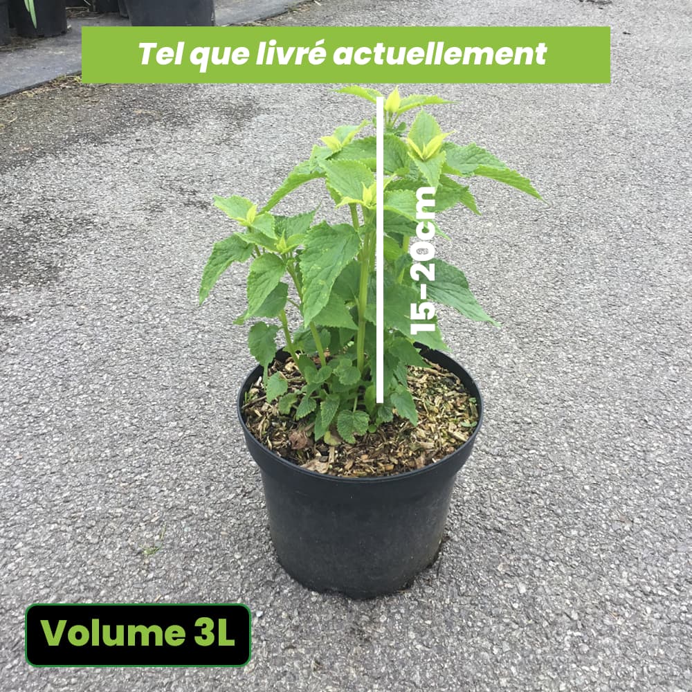 Agastache Rugosa Alabaster - Volume 3L / 15-20cm