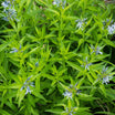 Amsonia Blue Ice - Amsonie Hybride - Volume 3L / 20-30cm