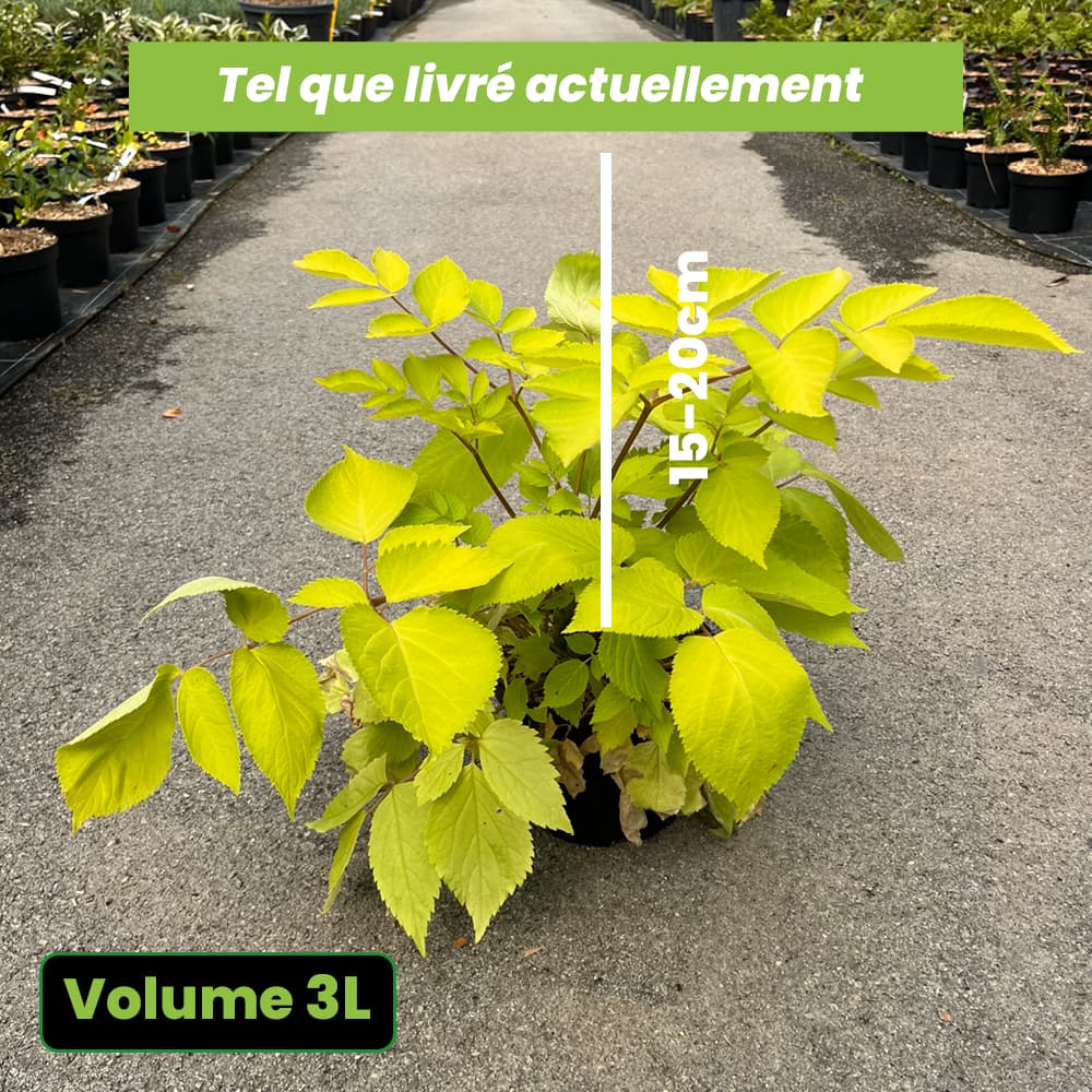 Aralia Cordata Sun King - Aralie Dorée - Volume 3L / 15-20cm