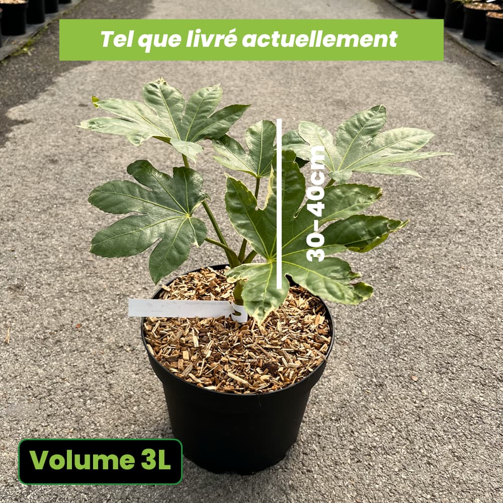 Aralia Japonica Variegata - Faux-Aralia - Volume 3L / 30-40cm